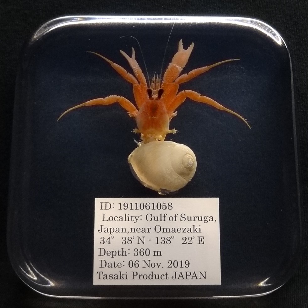  深海生物学術標本 ＩＤ：１９１１０６１０５８(その他)｜売買されたオークション情報、yahooの商品情報をアーカイブ公開 - オークファン その他