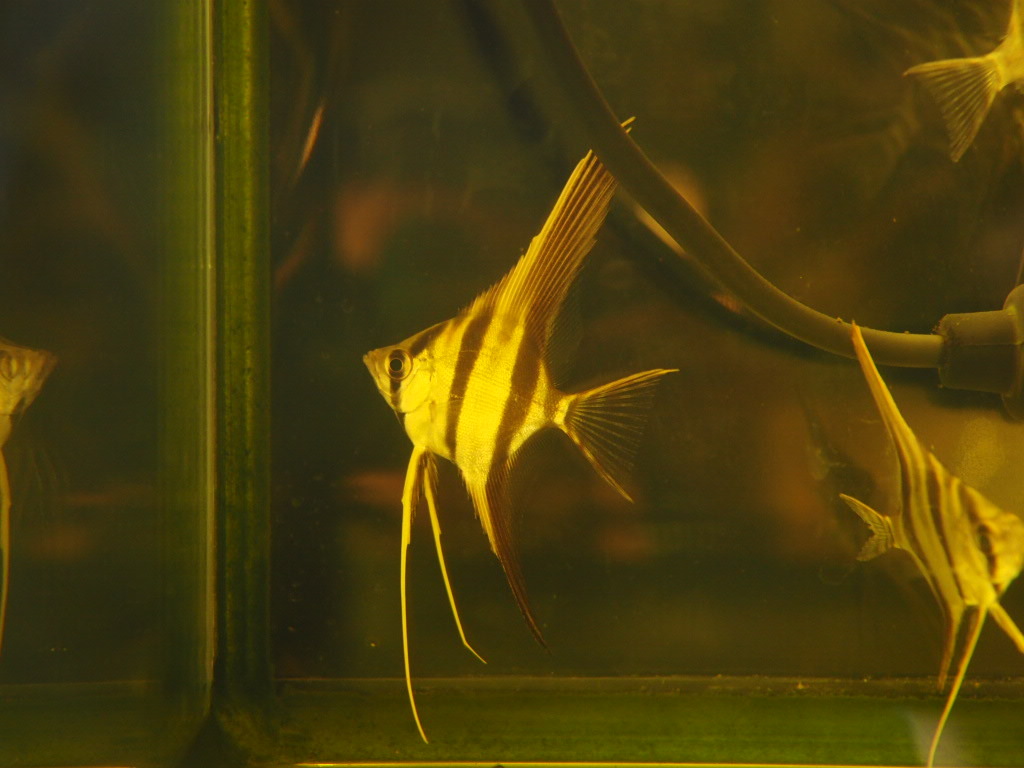 コロンビア産 アルタムエンゼル エンゼルフィッシュ From Scratch Serpadinis Com Br