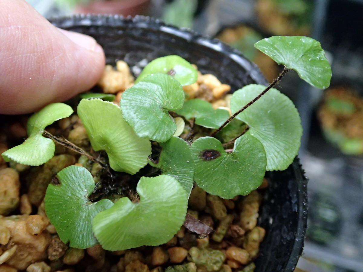 S D ゴメラ島のヒトツバホウライシダ シダ アジアンタム 観葉植物 野草 珍種 原種 野生ラン 観葉植物 売買されたオークション情報 Yahooの商品情報をアーカイブ公開 オークファン Aucfan Com