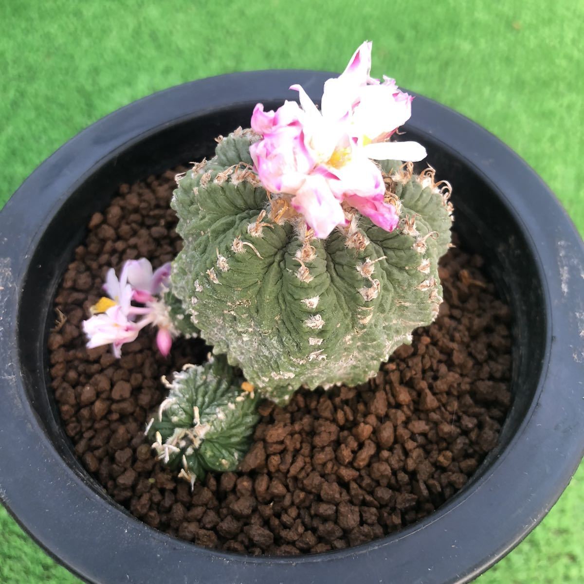 花籠 サボテン 花籠 特選 サボテン 山木 カキ仔 アズテキウム花籠