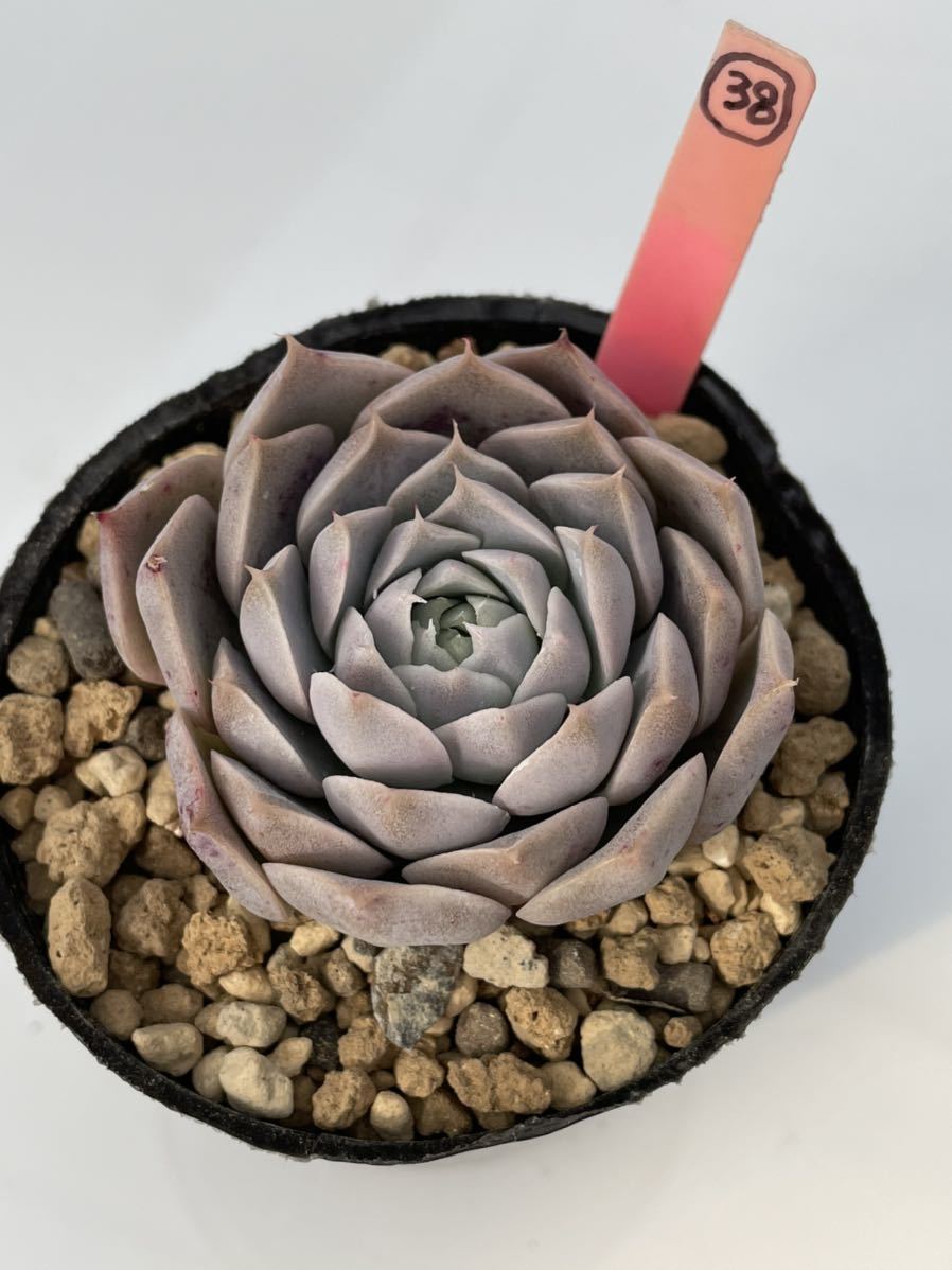 38.エケベリア ・多肉植物(実生苗) ヒアリアナXコロラータブランディティ_2