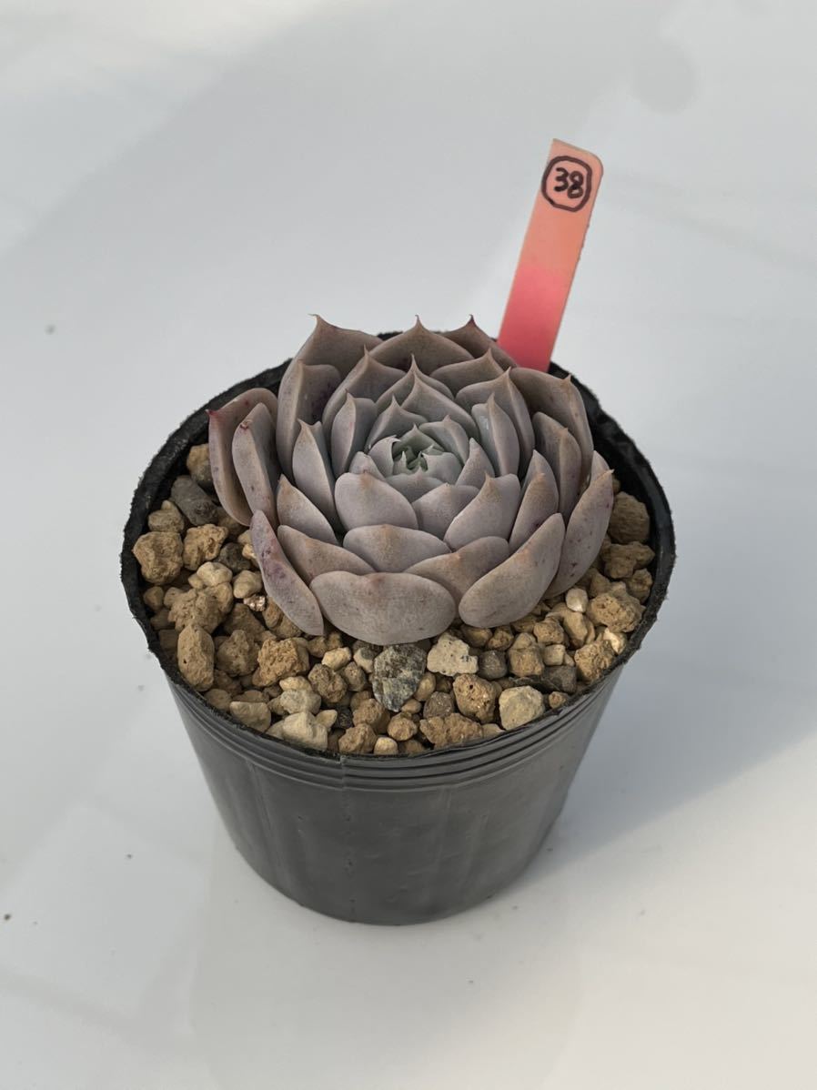 38.エケベリア ・多肉植物(実生苗) ヒアリアナXコロラータブランディティ_3