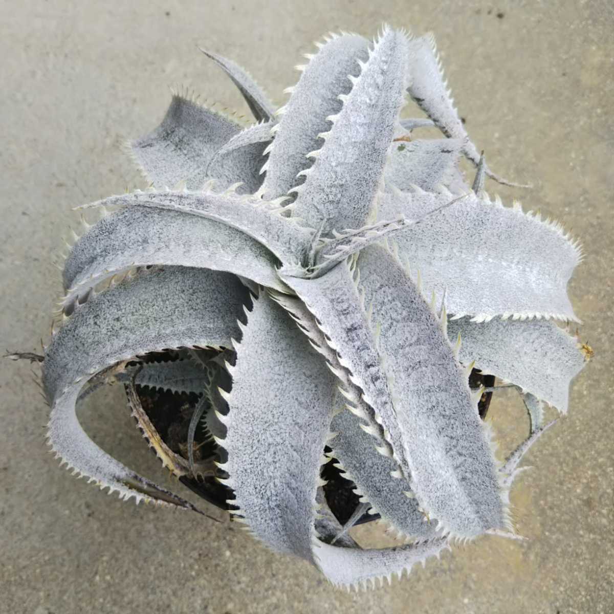 White Dyckia (Dyckia marnier-lapostollei) in Dyckia marnier