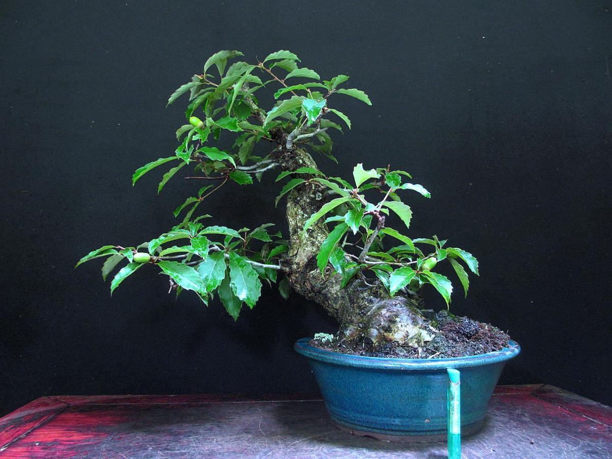 福助 植木 山の樹木 × 枝張W≒150cm 高木 落葉樹 シンボルツリー 庭木