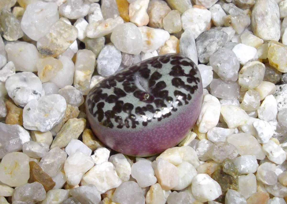 コノフィツム オブコルデルム '華宵' Conophytum obcordellum ssp