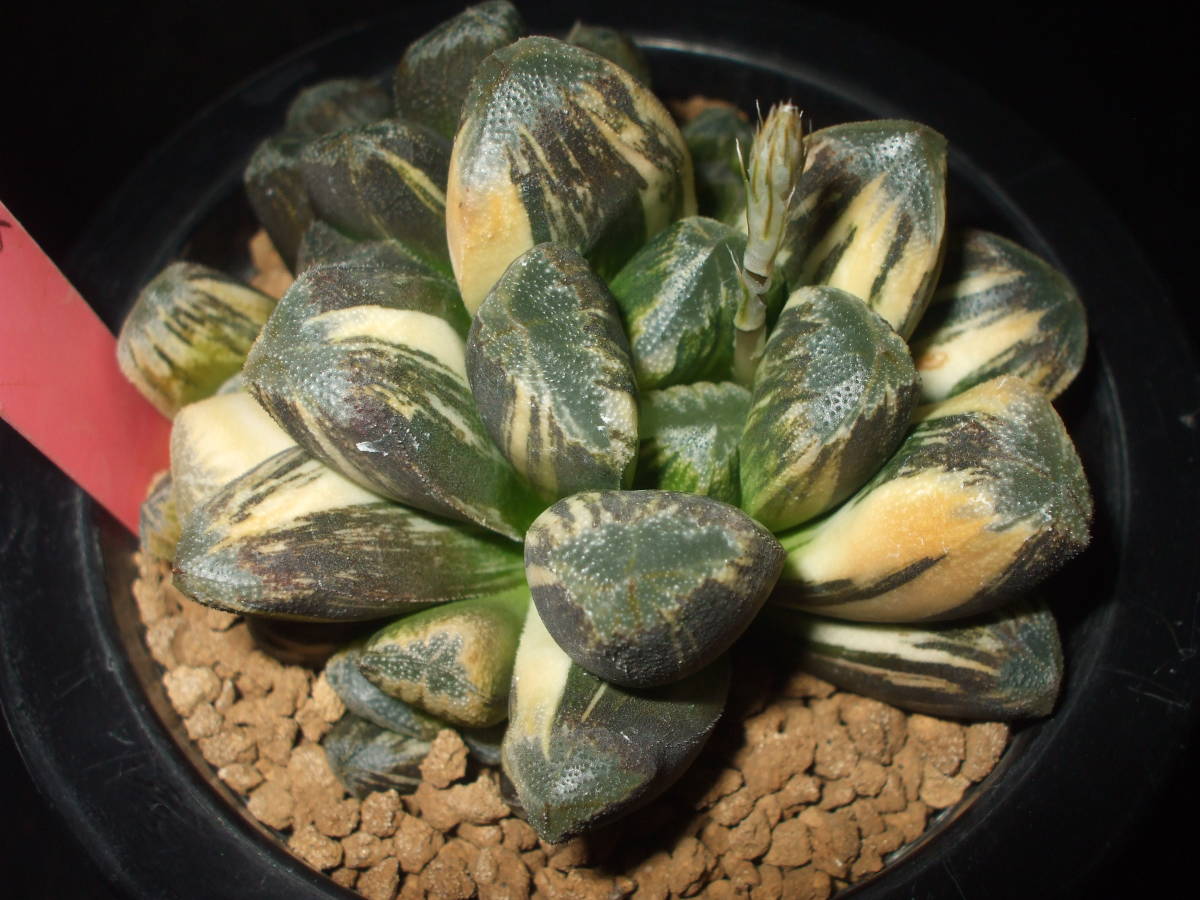 多肉植物 ハオルチア 黒陽錦 【公式通販】