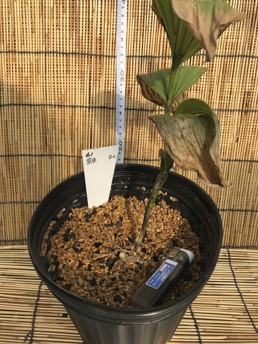 濃色】D72 厚岸ホテイアツモリソウ花1葉2 濃色】D72 厚岸ホテイ