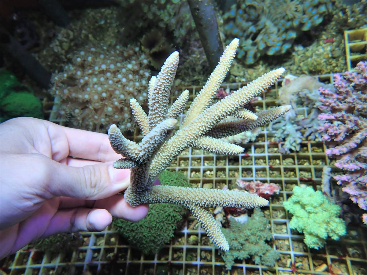 Coral Japan Sea | ミドリイシ スギノキミドリイシsp アイスブルー 