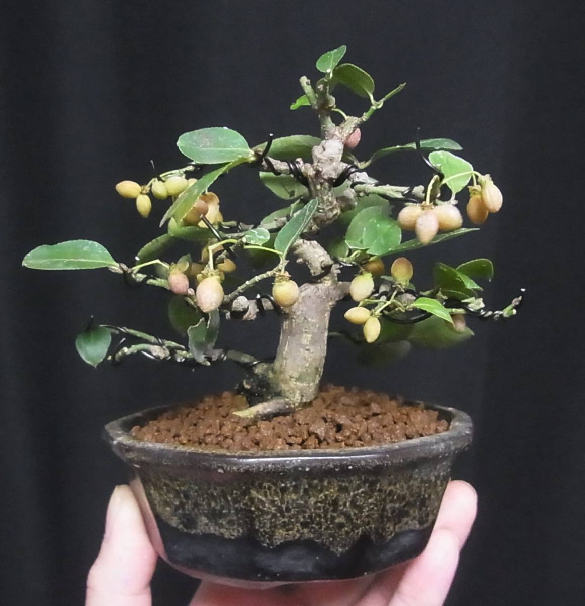 盆栽・苔玉 小真弓盆栽。寄せ植え9本。