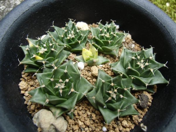 帝冠錦 実生 希少 帝冠錦 実生 オブレゴニア サボテン 多肉植物 Yahoo