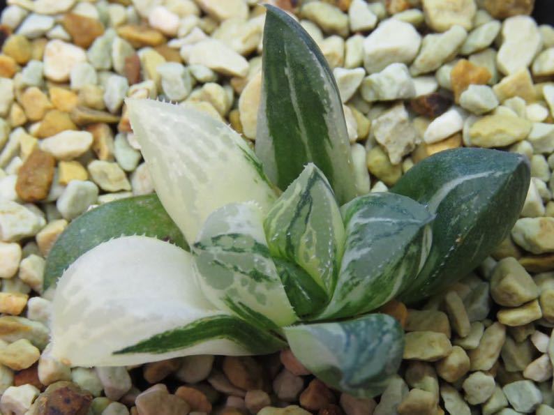 大得価，2026 サボテン 多肉植物 18 ハオルチア ゲラルディ錦 極上斑