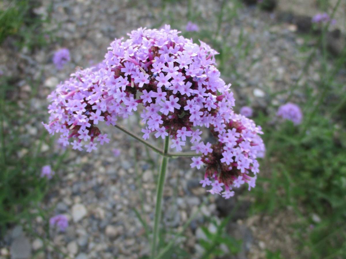 三尺バーベナ 種50粒 自家採取 同梱ｏｋ 種なら何点 も送料73円 種 売買されたオークション情報 Yahooの商品情報をアーカイブ公開 オークファン Aucfan Com