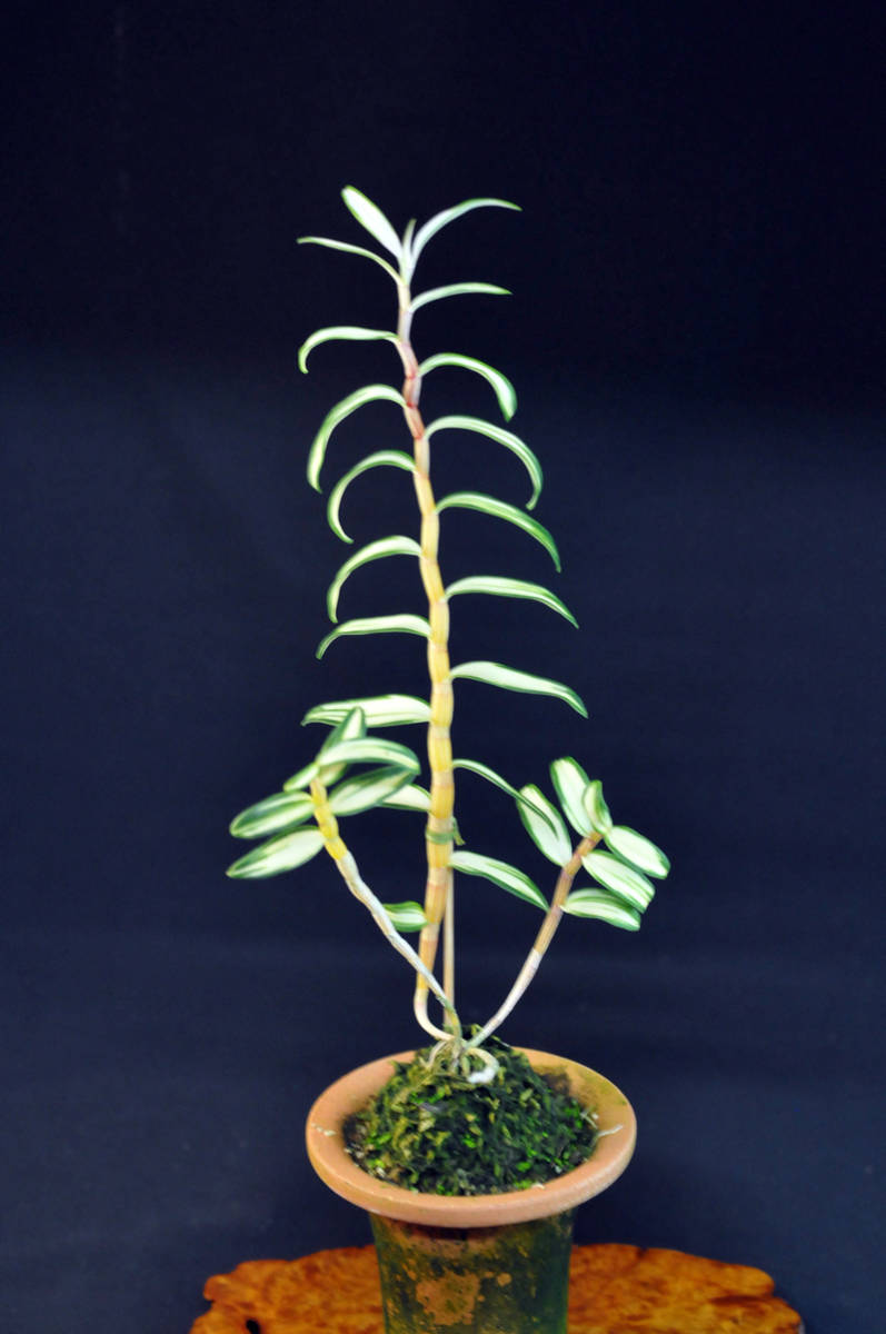 キバナノセッコク 太軸 B ウラシマソウ セッコク フウラン 富貴蘭 寒蘭 山野草 春蘭 着生蘭 Sale 72 Off B