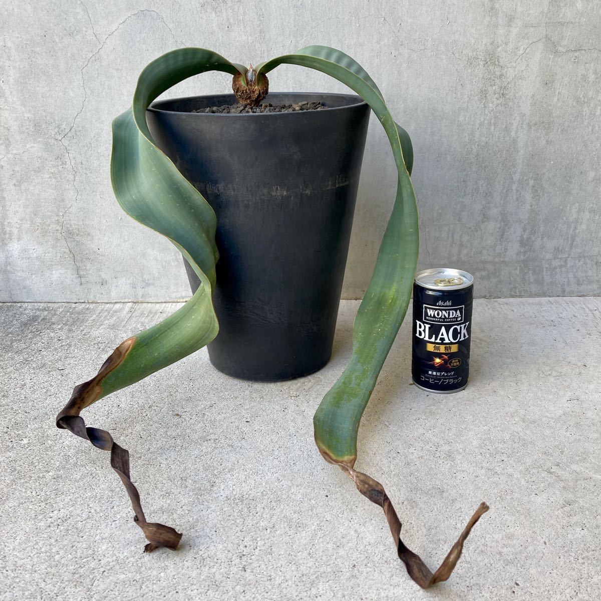 Welwitschia 奇想天外 mirabilis ミラビリス | ウェルウィッチア 植物 