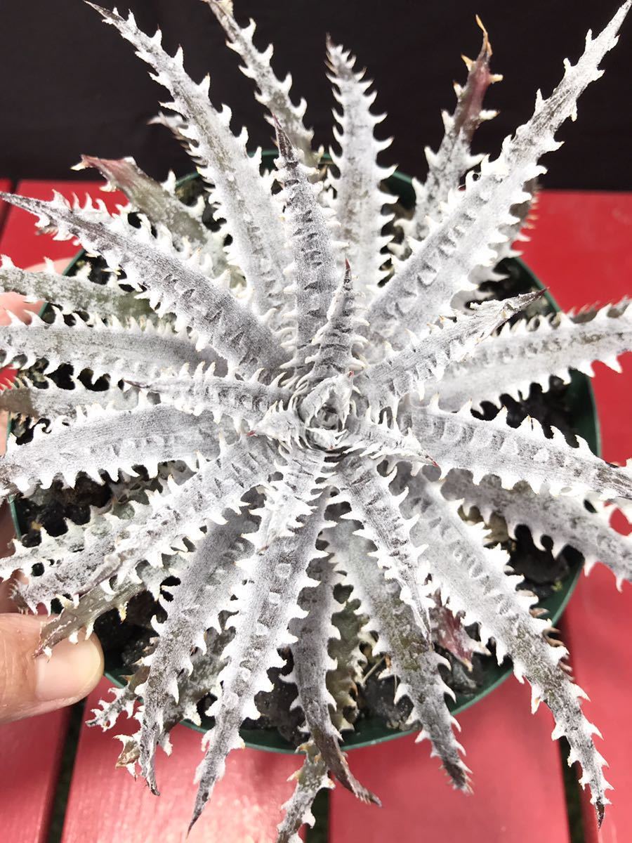 観葉植物 ディッキア Dyckia 'Brittle Star' F3 D043
