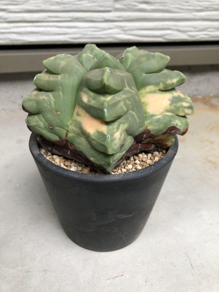 ランポー錦 Astrophytum アストロフィツム | 園芸ネット本店｜サボテン