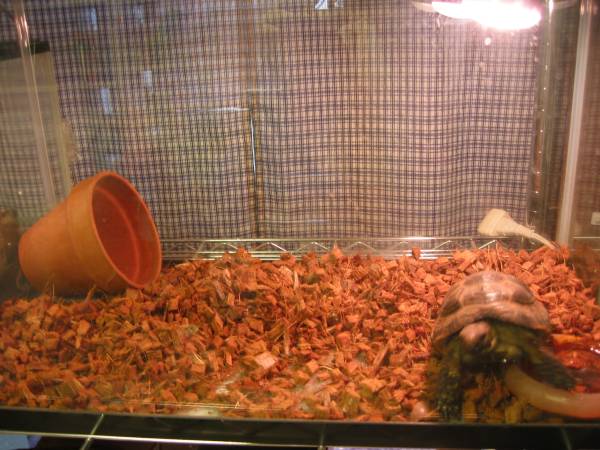  匿名配送 送無 リクガメ等爬虫類用床材50L ハスクチップ ギリシャリクガメ インドホシガメ ヒョウモンリクガメ ケヅメリクガメにも(床材)｜売買されたオークション情報、yahooの商品情報を 床材