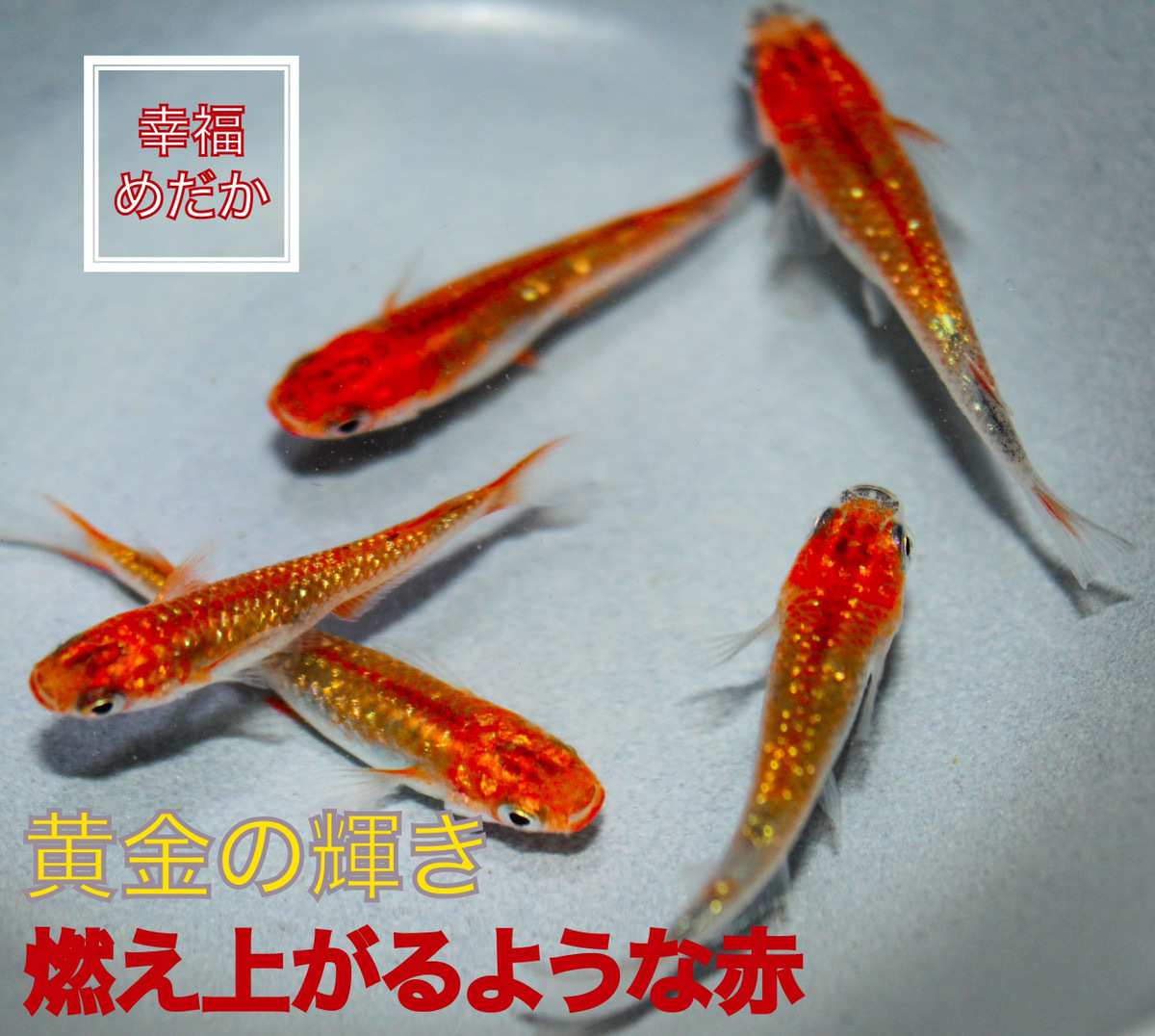 幸福めだか 金色レッドドラゴン 有名ブリーダー極上メダカ卵 有精卵個 A A めだか 売買されたオークション情報 Yahooの商品情報をアーカイブ公開 オークファン Aucfan Com
