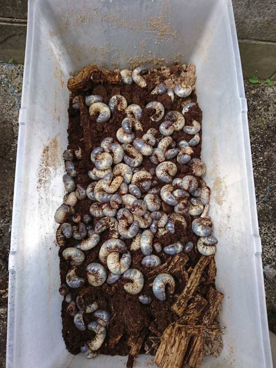 ★★★　　国産　岡山県　岡山市産　WD　天然　カブトムシ 幼虫 500匹　引き取りも可能　相談可能 2★★★