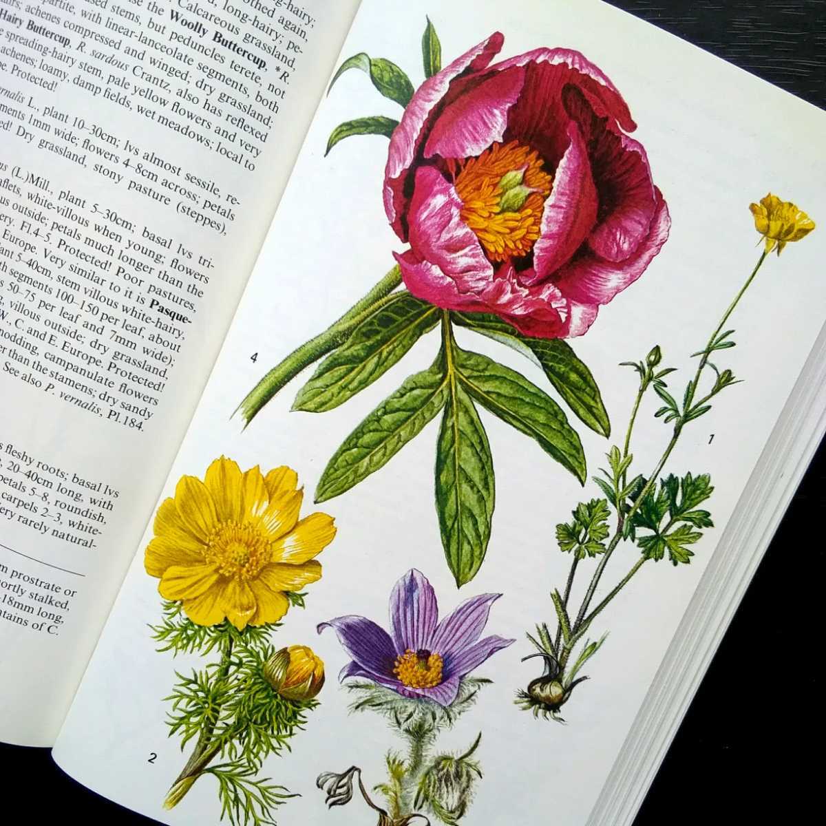 洋書 古書 素敵な植物画が満載のイギリス植物図鑑 ボタニカルアート