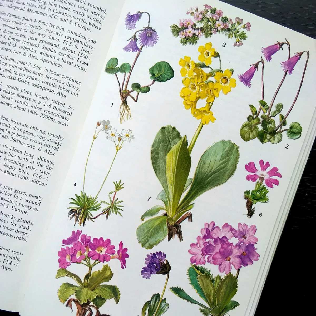 洋書 古書 素敵な植物画が満載のイギリス植物図鑑 ボタニカルアート