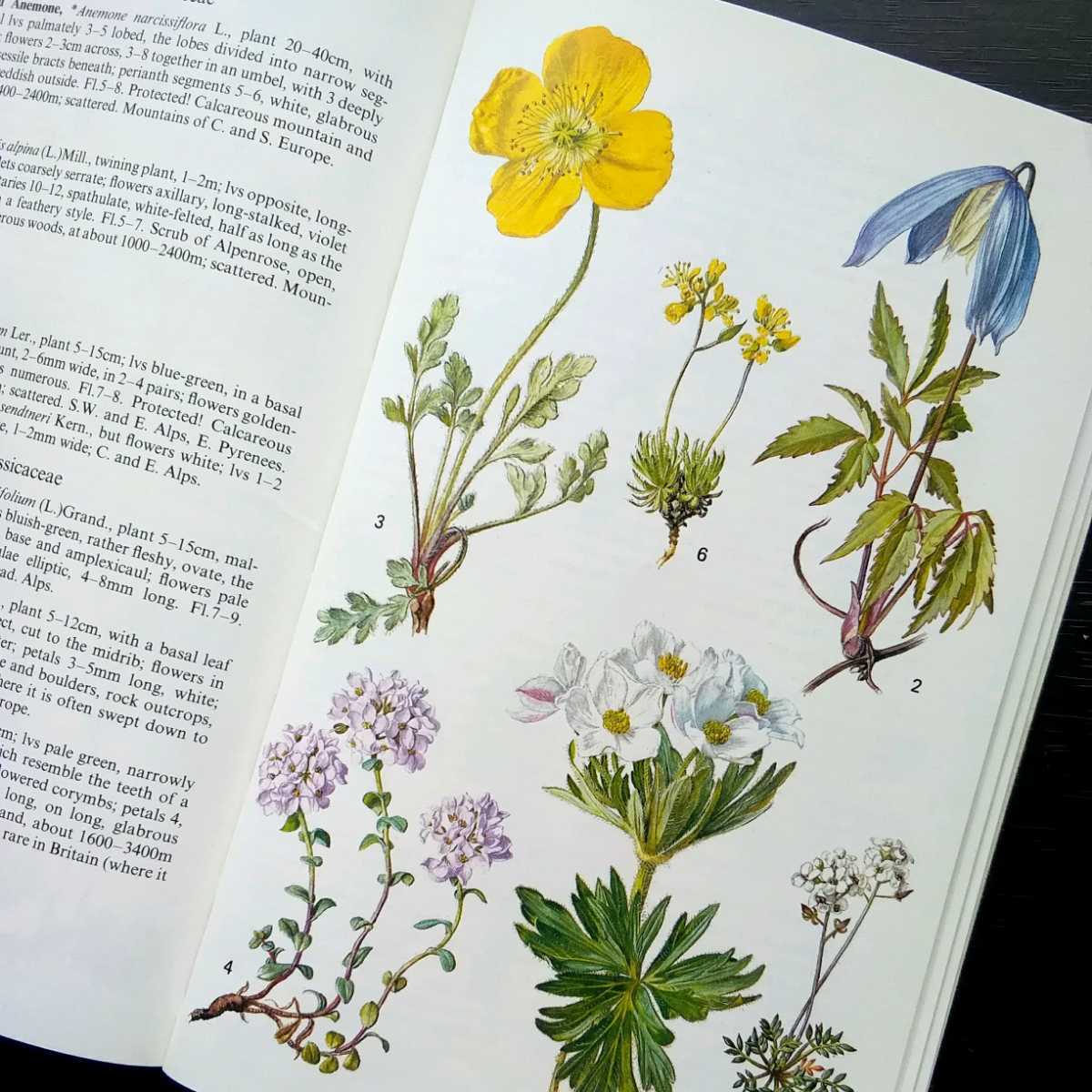 洋書 古書 素敵な植物画が満載のイギリス植物図鑑 ボタニカルアート