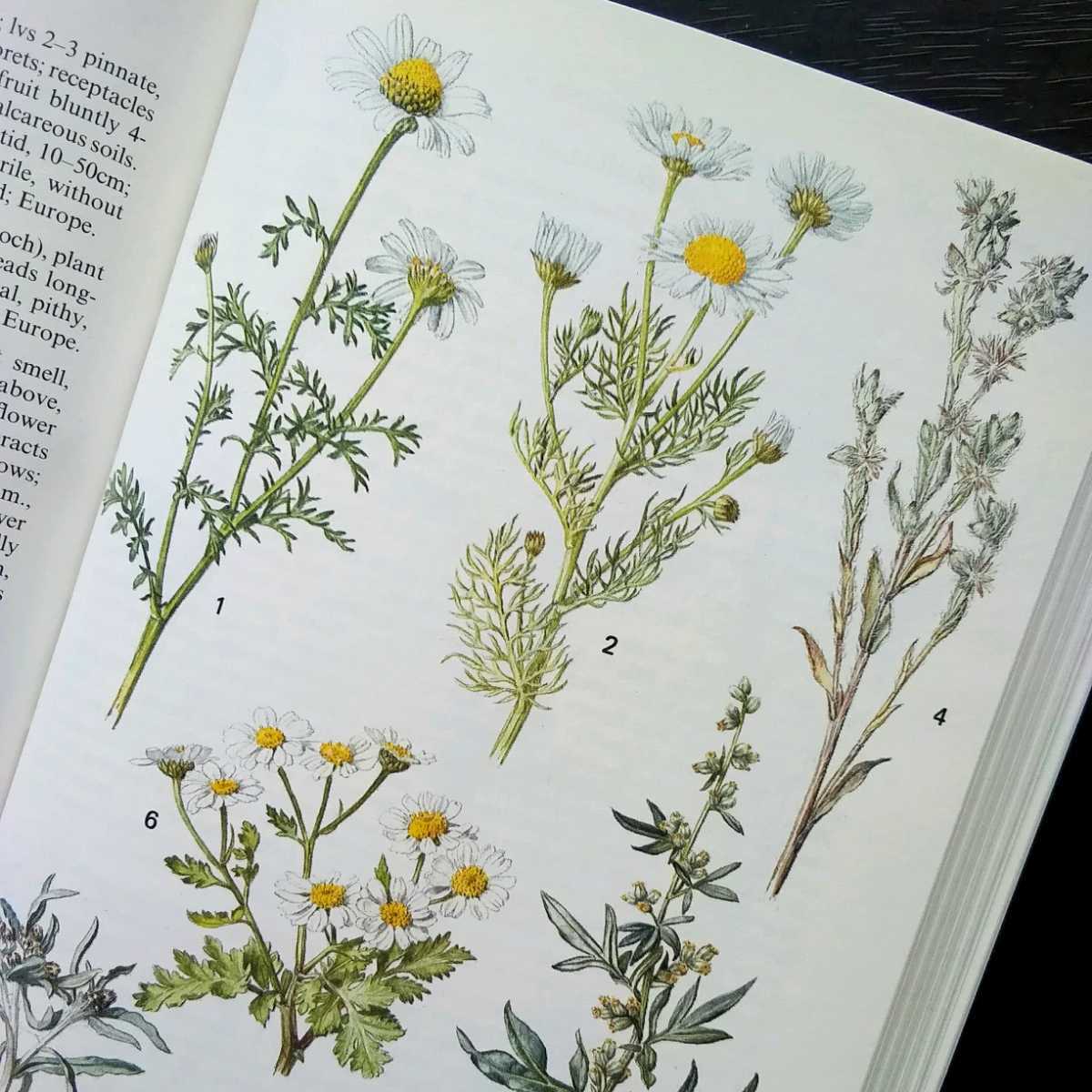 洋書 古書 素敵な植物画が満載のイギリス植物図鑑 ボタニカルアート