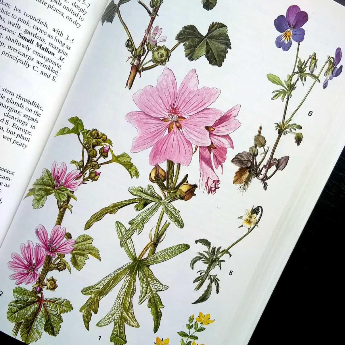 洋書 古書 素敵な植物画が満載のイギリス植物図鑑 ボタニカルアート