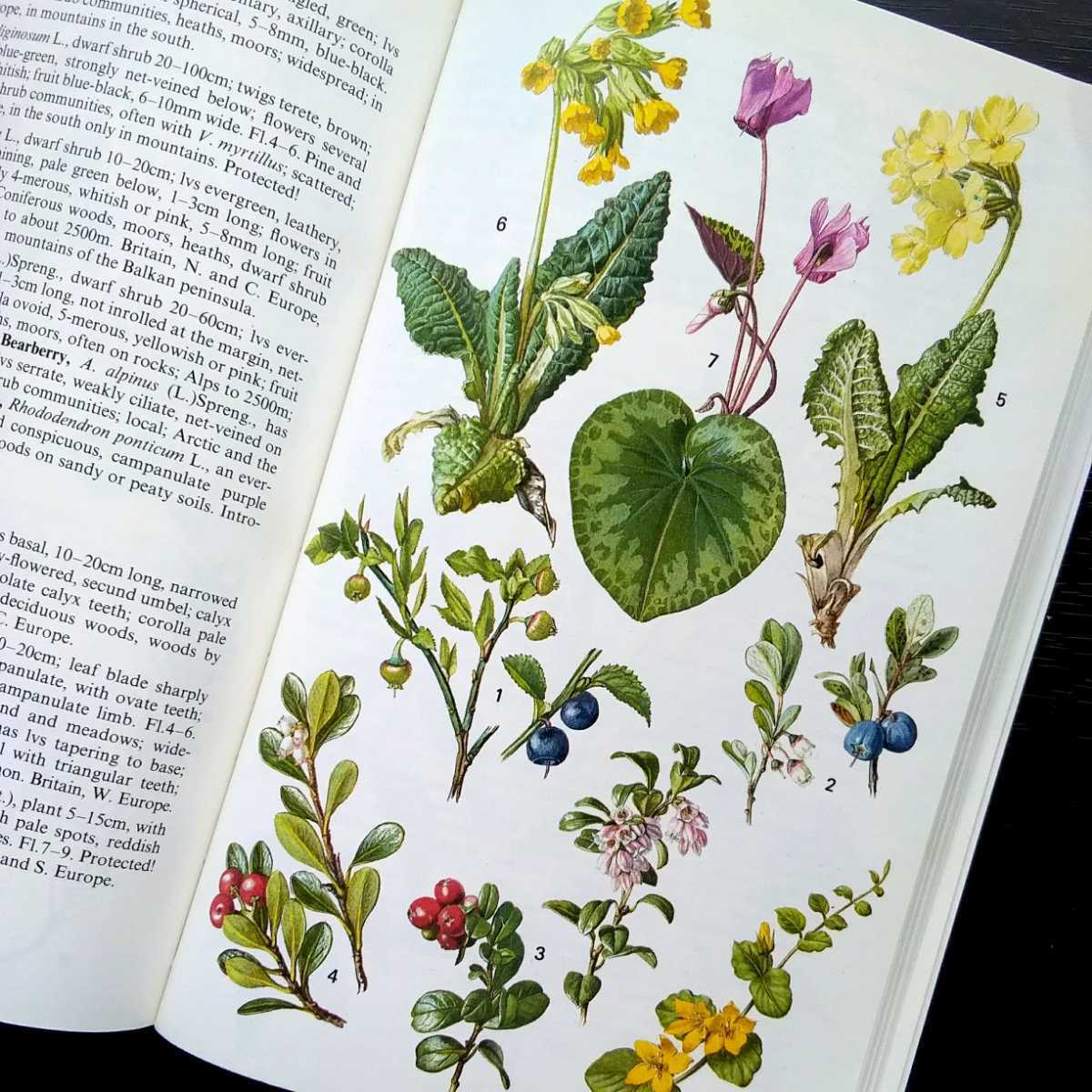 洋書 古書 素敵な植物画が満載のイギリス植物図鑑 ボタニカルアート