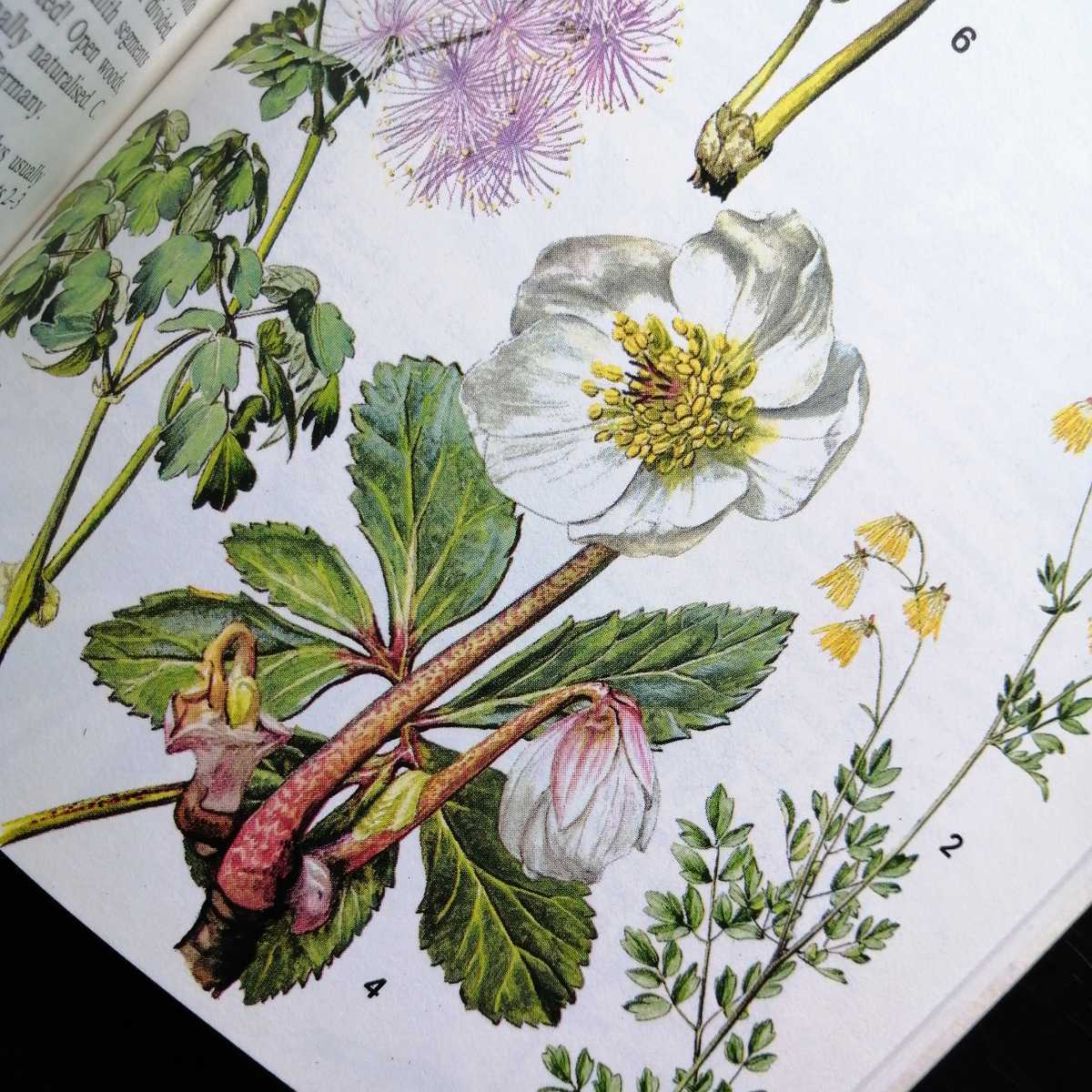 洋書 古書 素敵な植物画が満載のイギリス植物図鑑 ボタニカルアート