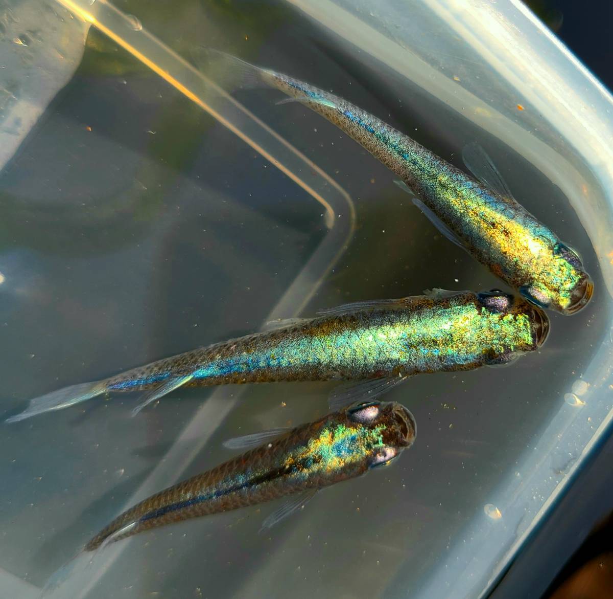 【E，park】【現物個体】 カブキめだか ♂1♀2（計3匹）トリオ ☆特選個体☆31