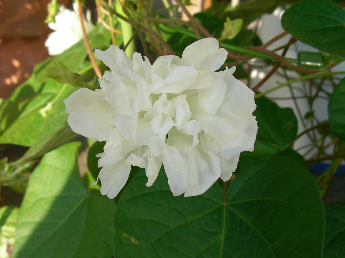 朝顔 アサガオ 変化朝顔 西洋朝顔 髭咲き 白 種子 5粒 アサガオ 売買されたオークション情報 Yahooの商品情報をアーカイブ公開 オークファン Aucfan Com