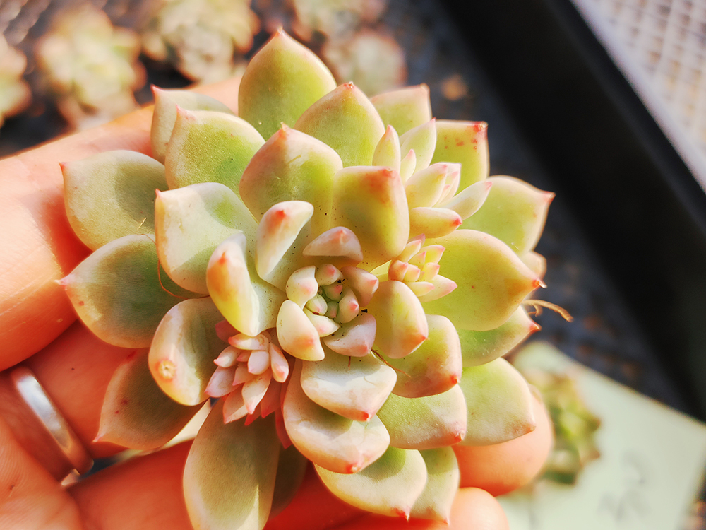 韓国苗 エケベリア Echeveria 多肉植物 韓国多肉植物 サボテン 土と鉢