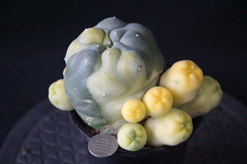 5・翠冠玉斑入り・サボテン・多肉植物