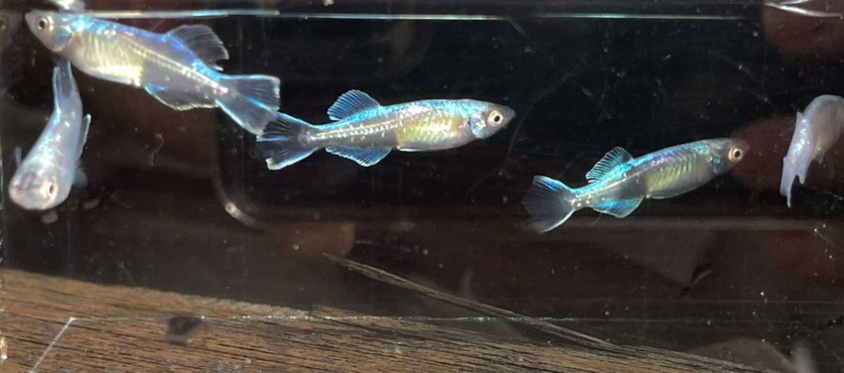 極上クラス 本家血統ドラゴンブルーメダカ2ペア メス ヒレの輝きが違います めだか 売買されたオークション情報 Yahooの商品情報をアーカイブ公開 オークファン Aucfan Com