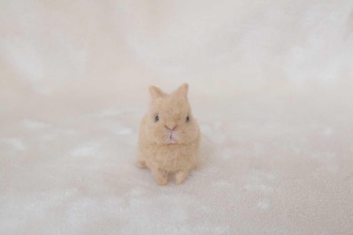 羊毛フェルト ミニチュア うさぎ ハンドメイド ネザーランドドワーフ ブライス_6