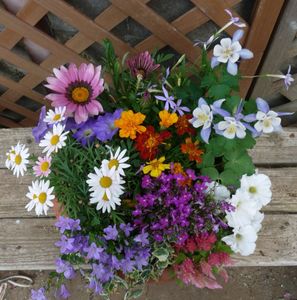 ガザニアの平均価格は0円 ヤフオク 等のガザニアのオークション売買情報は30件が掲載されています