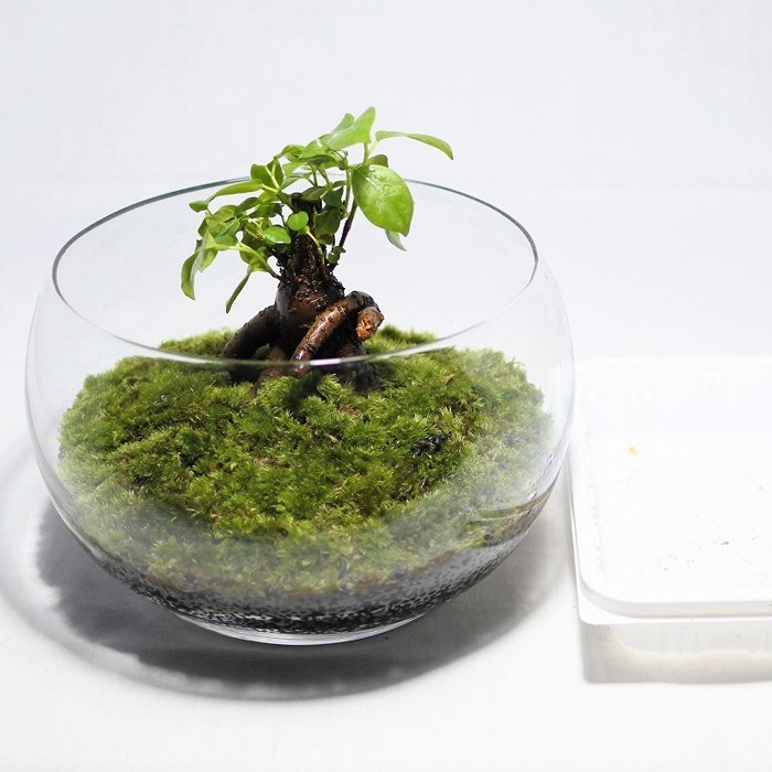テラリウム キット コケリウム 苔 コケ 苔リウム 観葉植物 園芸 ハイドロカルチャー ガーデニング 苔盆栽 コケリウムキット ガジュマル 盆栽 売買されたオークション情報 Yahooの商品情報をアーカイブ公開 オークファン Aucfan Com