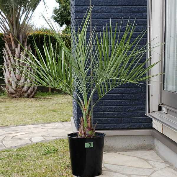 S.H.Figuarts 仮面ライダークロスセイバー　6個セット 21189☆蘇鉄の苗木