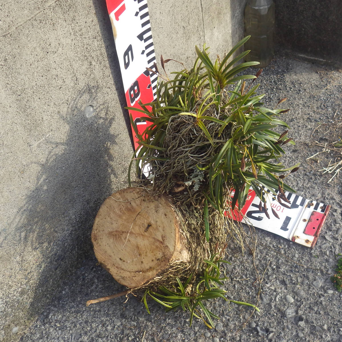 天然の風蘭 No 3 静岡県 フウラン 日本の蘭 白く可憐な花 富貴蘭 着生植物 原種 古典園芸 令和の園芸 野生種 自然種 栽培 初心者 上級者 ラン 売買されたオークション情報 Yahooの商品情報をアーカイブ公開 オークファン Aucfan Com