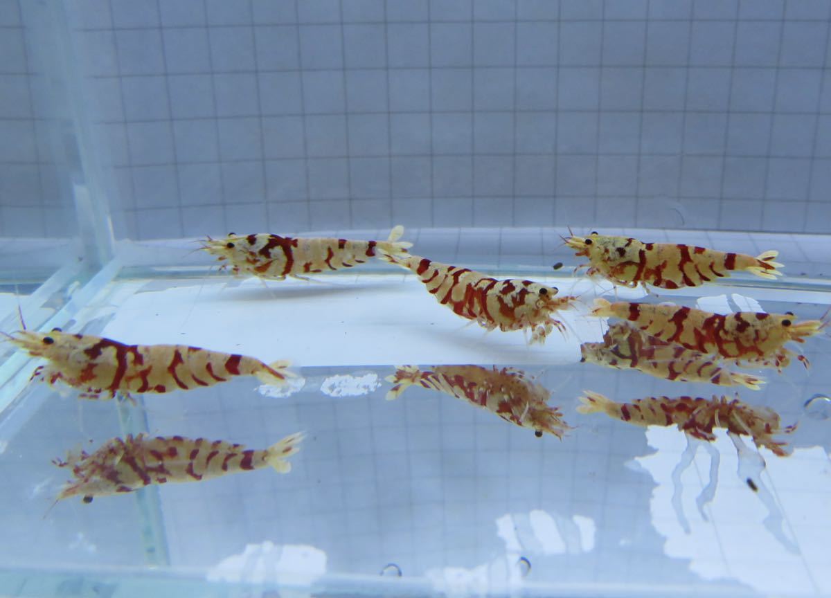 空手蝦 レガリア レッド 5匹 即戦力!! 送料無料_1