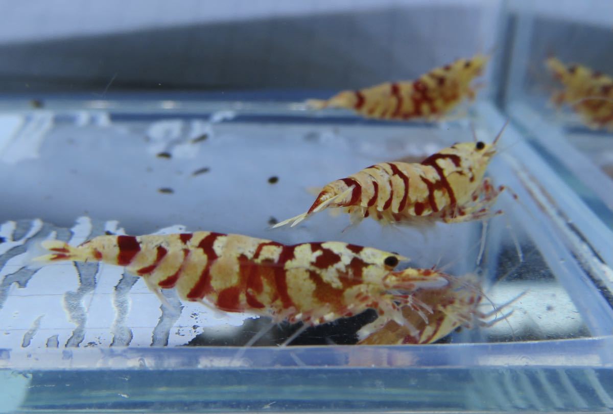 空手蝦 レガリア レッド 5匹 即戦力!! 送料無料_3