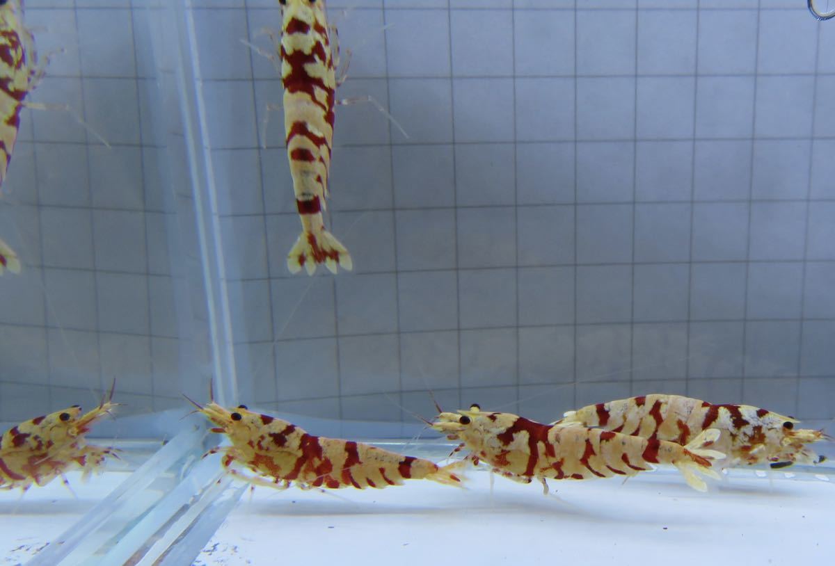 空手蝦 レガリア レッド 5匹 即戦力!! 送料無料_4