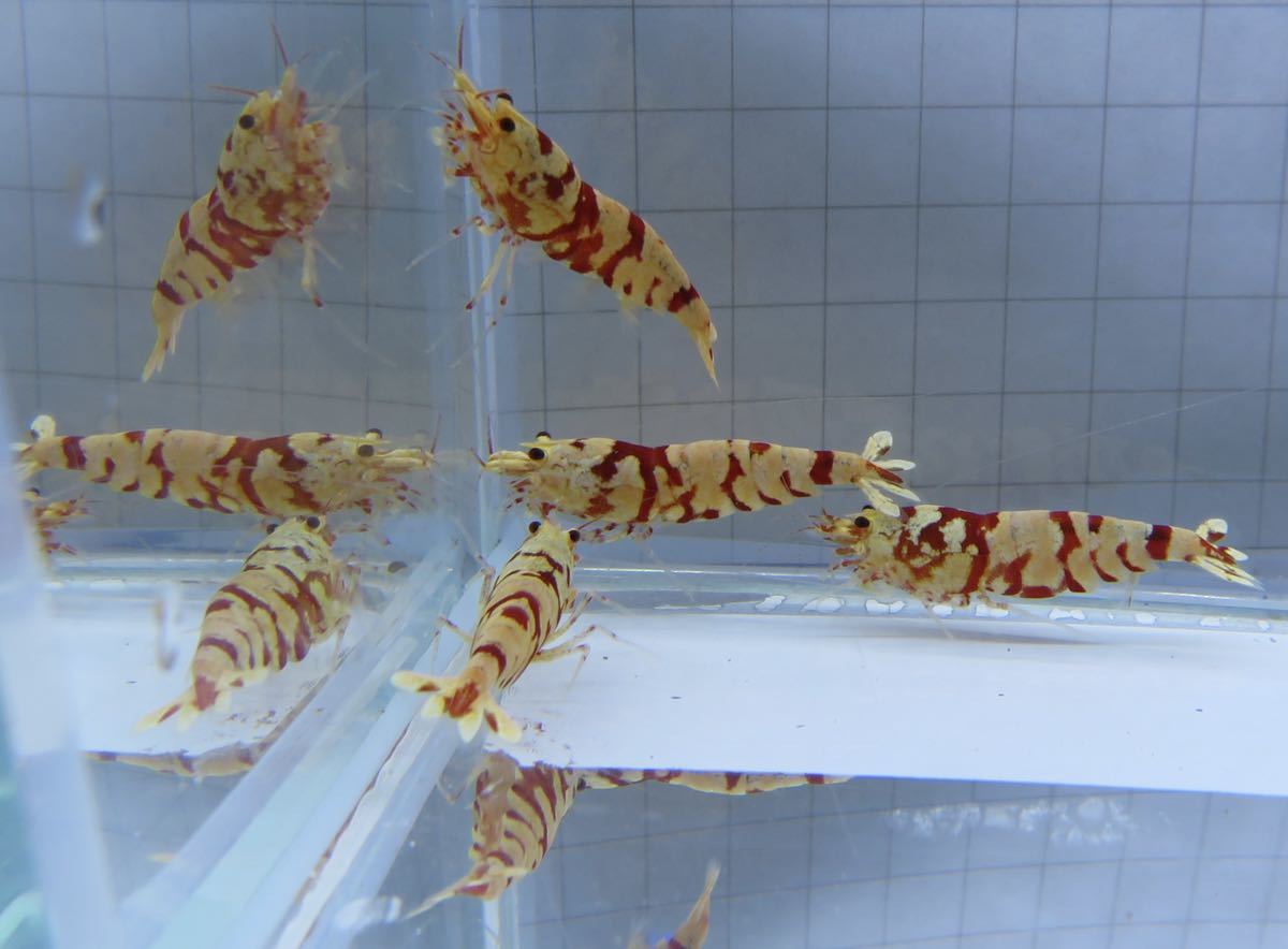 空手蝦 レガリア レッド 5匹 即戦力!! 送料無料_5