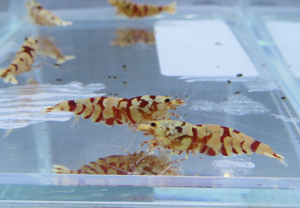 空手蝦 レガリア レッド 5匹 即戦力!! 送料無料_7