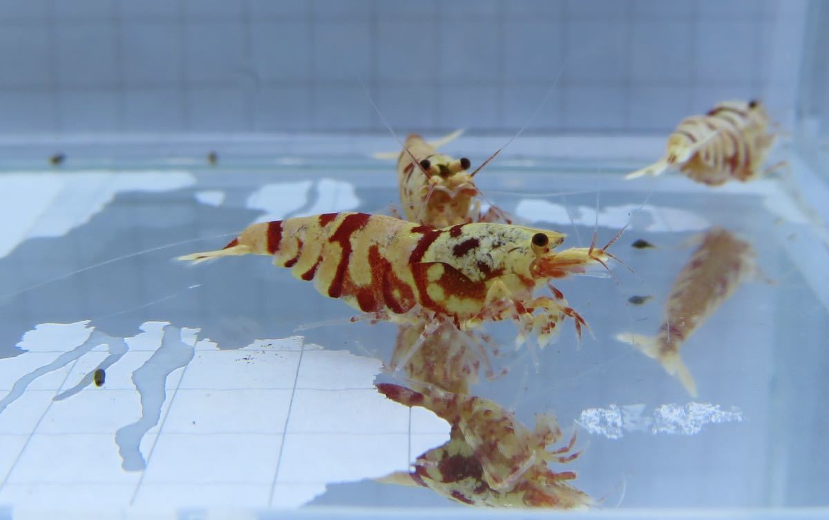 空手蝦 レガリア レッド 5匹 即戦力!! 送料無料_8