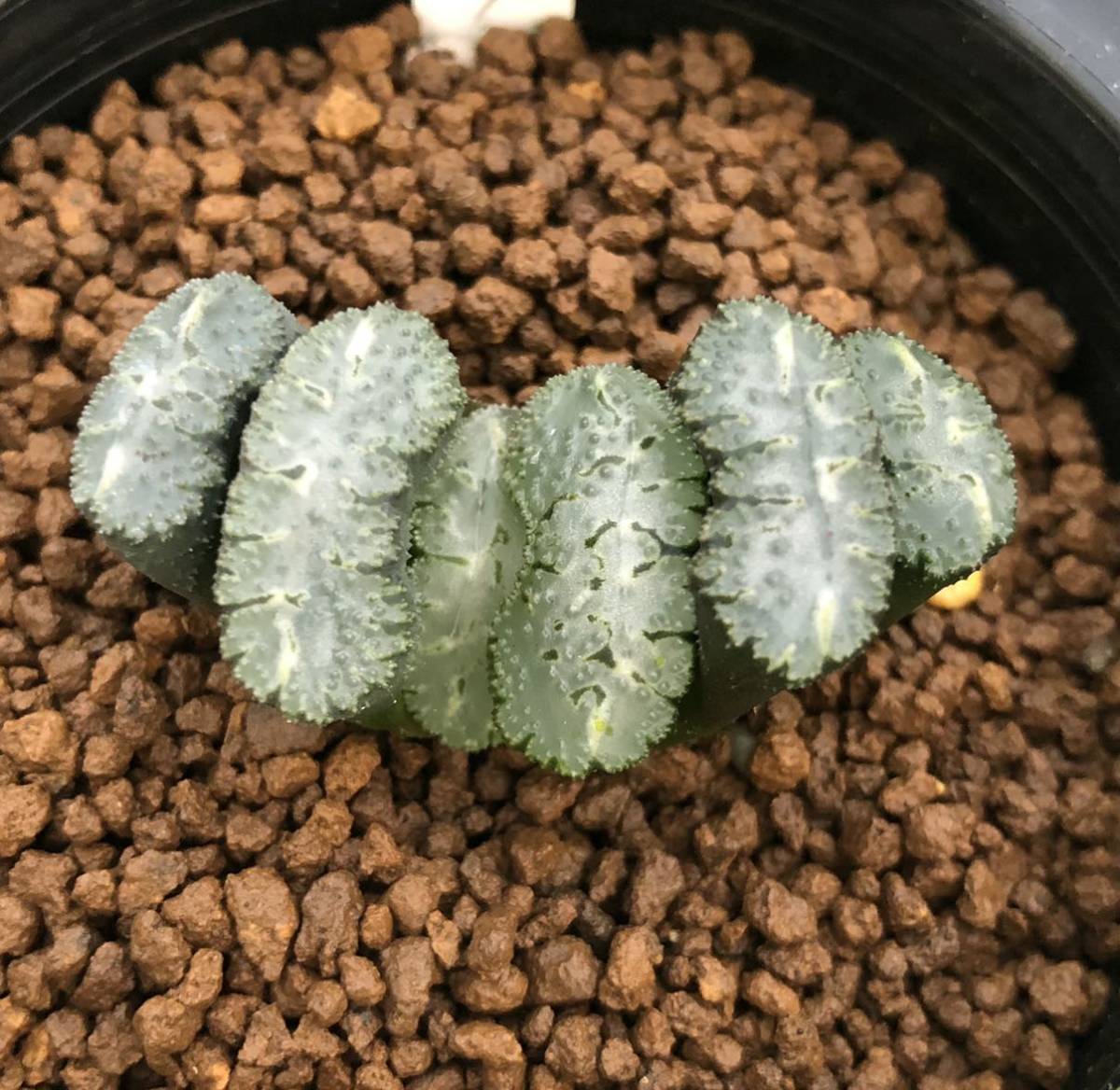 多肉植物 ハオルチア 玉扇 荒磯 葉挿し サボテン 売買されたオークション情報 Yahooの商品情報をアーカイブ公開 オークファン Aucfan Com