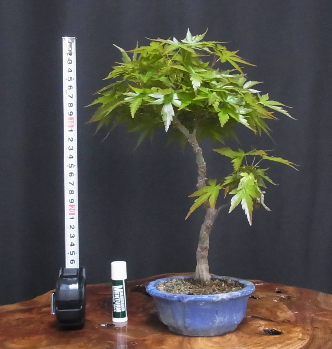 もみじ文人盆栽 ガチ盆栽 紅千鳥もみじ 実生 太幹 文人幹 樹高30cm