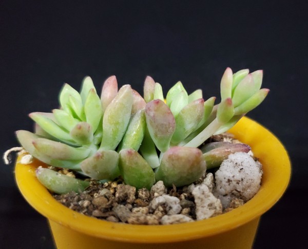 ミニ多肉植物 セダム属 リトルビューティー A ２号鉢 サボテン 売買されたオークション情報 Yahooの商品情報をアーカイブ公開 オークファン Aucfan Com