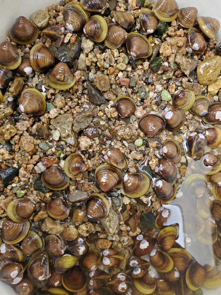 淡水しじみ30個 おまけ 黄しじみ マシジミ 日本淡水魚 川魚 メダカ 金魚 ビオトープ 睡蓮鉢 池 水質浄化 透明 アオコ防止 甲殻類 売買されたオークション情報 Yahooの商品情報をアーカイブ公開 オークファン Aucfan Com